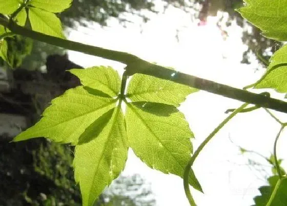 植物百科|爬山虎有种子吗