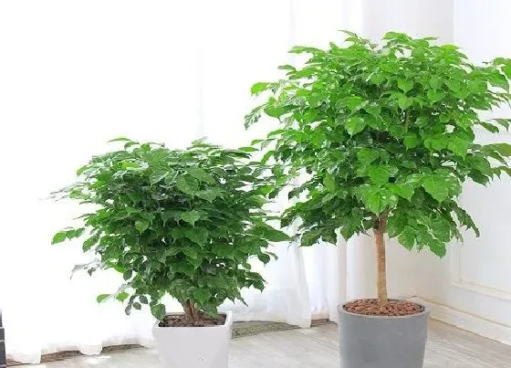 摆放风水|家里养平安树风水好吗