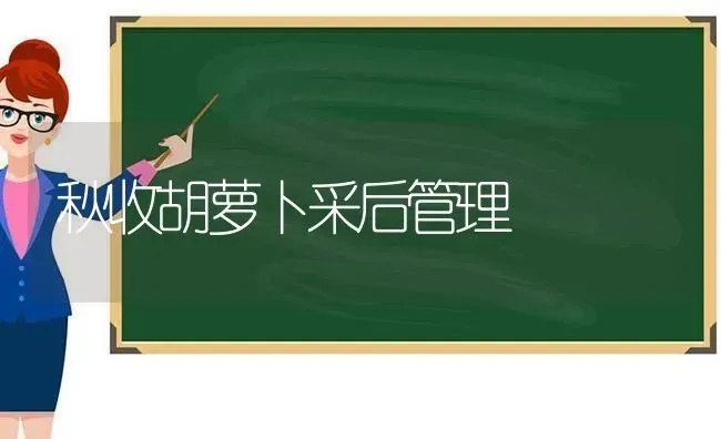 秋收胡萝卜采后管理 | 蔬菜种植