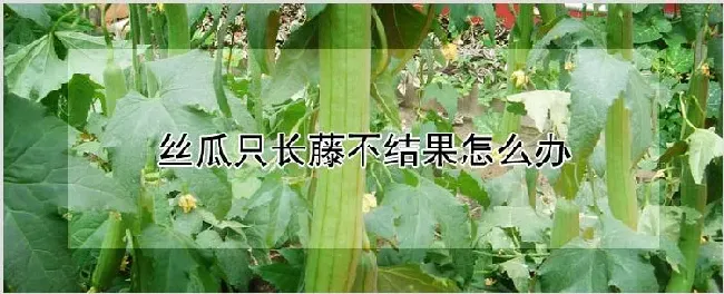 丝瓜只长藤不结果怎么办 | 自然知识