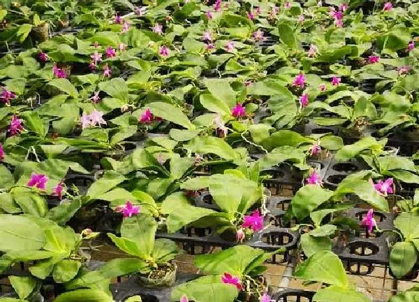 植物发芽|蝴蝶兰种子多久发芽 从播种到发芽要几天时间