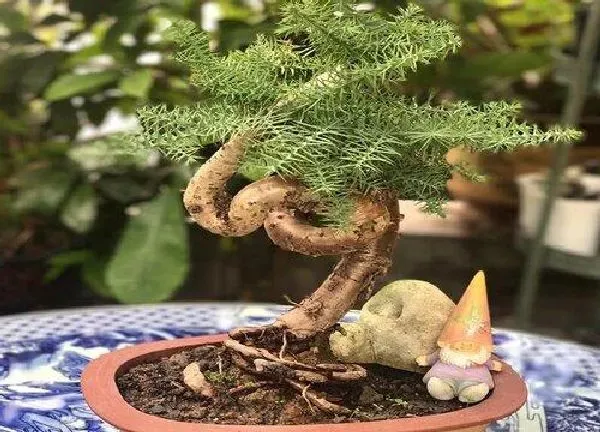 植物换土|澳洲杉换土时间和方法