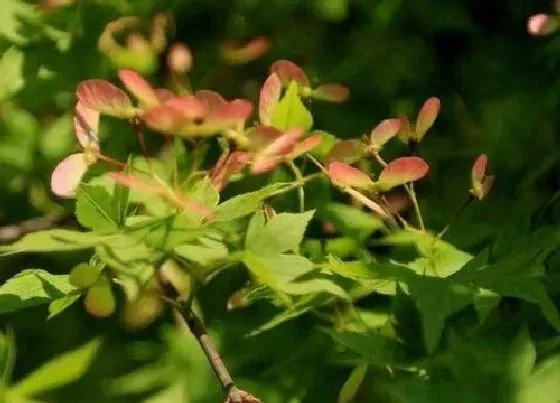 植物百科|枫叶开花吗 开花什么样子