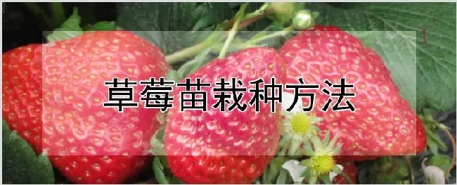 草莓苗栽种方法 | 种植资料