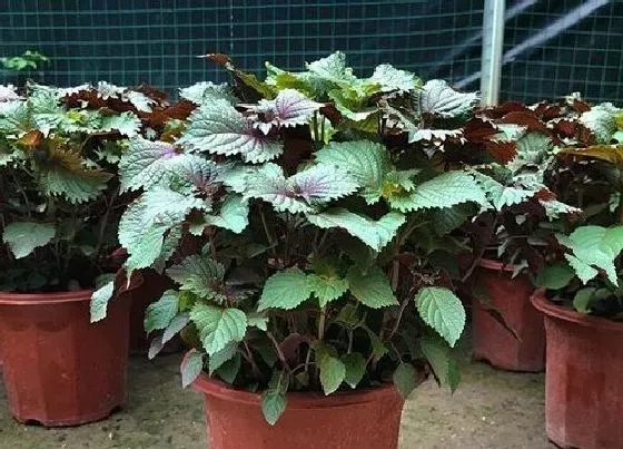 植物百科|紫苏又叫什么名字