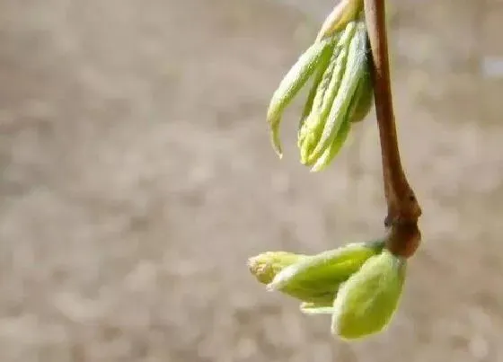 果实成熟|柳芽采摘时间和收获季节