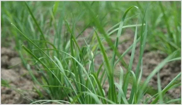 春季露地种植韭菜的管理方法及注意事项 | 自然知识