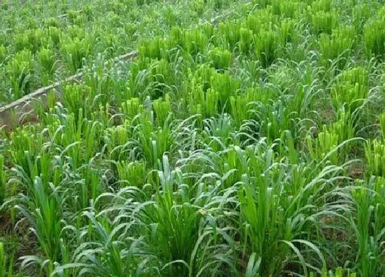 生长环境|牧草的生长环境及生长地方条件