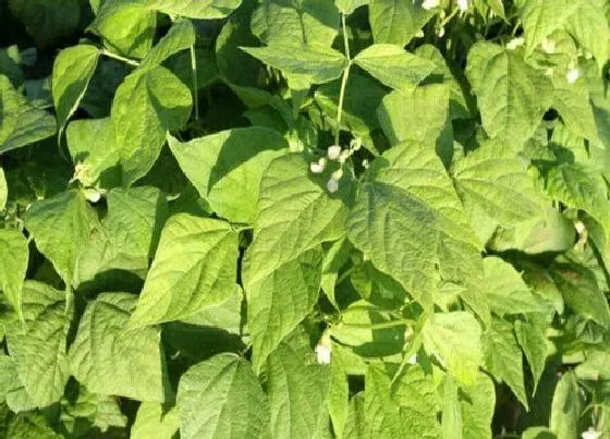 植物百科|农村的饭豆又叫什么豆（学名叫饭豆的长什么样子图片）