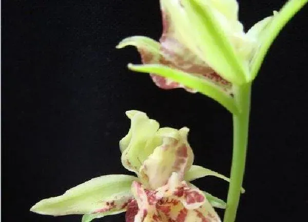 植物移栽|素心兰花怎么分盆容易成活