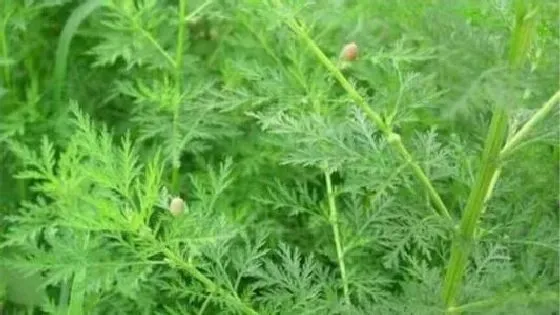 植物百科|青蒿是什么植物类别 属于什么科植物