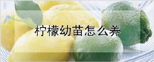 柠檬幼苗怎么养 | 自然知识