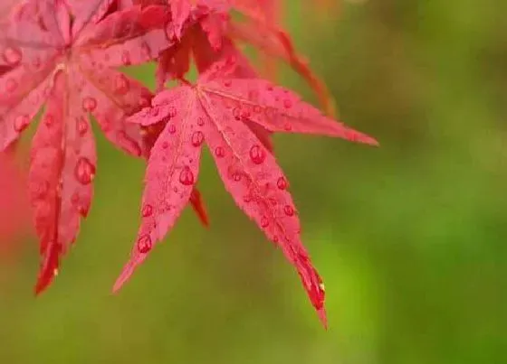 植物排行|枫树什么品种最好