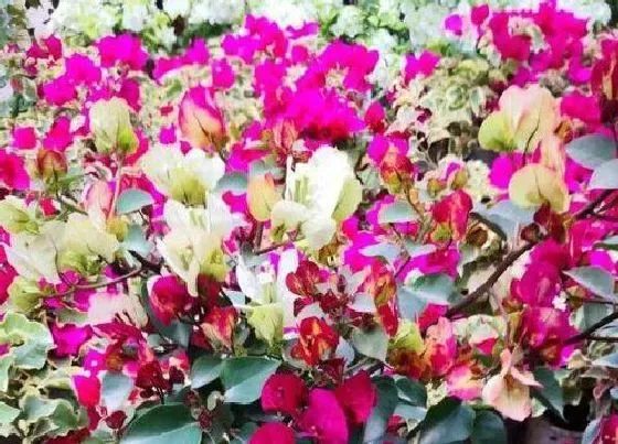 花语|什么花的花语是担当