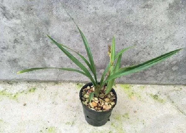 植物移栽|素心兰花怎么分盆容易成活