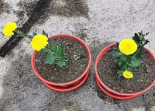 植物浇水|菊花换盆后要浇水吗