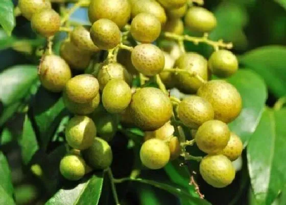 果实成熟|黄皮果是几月份的水果