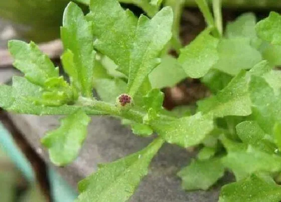 植物百科|鹅不食草在农村叫什么