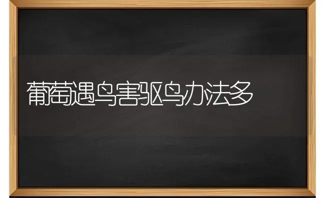 葡萄遇鸟害驱鸟办法多 | 瓜果种植