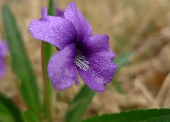植物百科|华兜草又叫什么名称