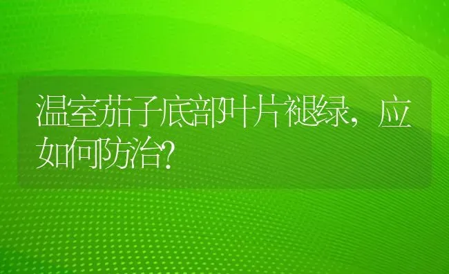 温室茄子底部叶片褪绿，应如何防治？ | 蔬菜种植