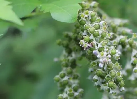 植物百科|荆轲是什么植物