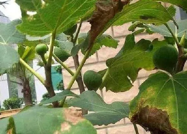 养殖科普|无花果喜欢太阳吗