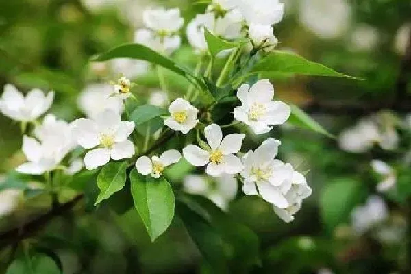养殖科普|茉莉花谢后怎么处理 花谢后养护方法