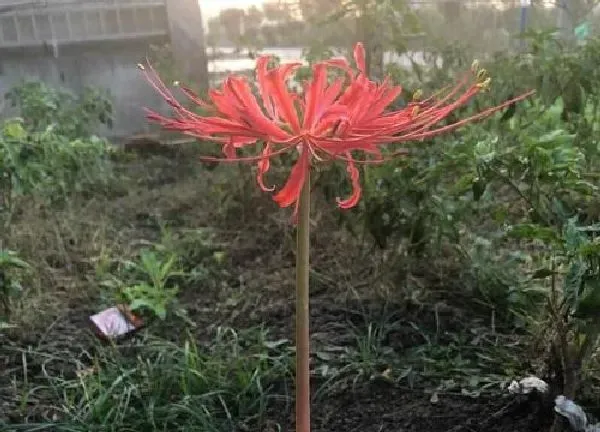 养殖方法|彼岸花可以水培吗