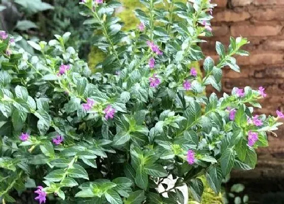 植物寓意|表示心动的花 花语是代表心动的花