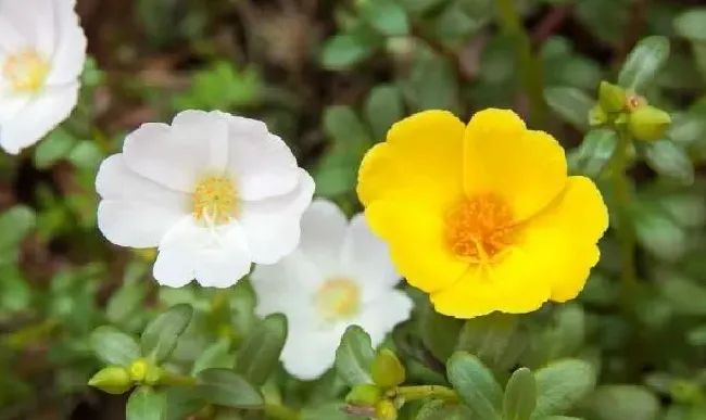 植物虫害|太阳花长了白色的小虫怎么办（出现小白虫有什么办法根除）