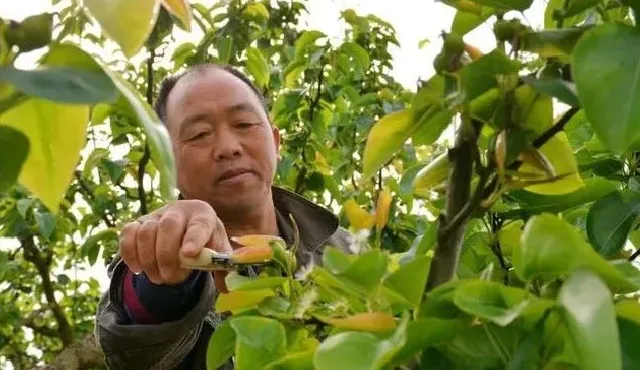 植物修剪|果树常见修剪方法，果农每年都要对果树枝条进行修剪）