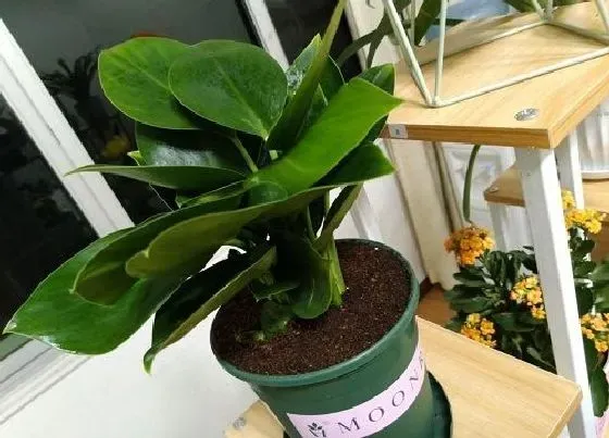 植物繁殖|金钻怎么繁殖方法和注意事项