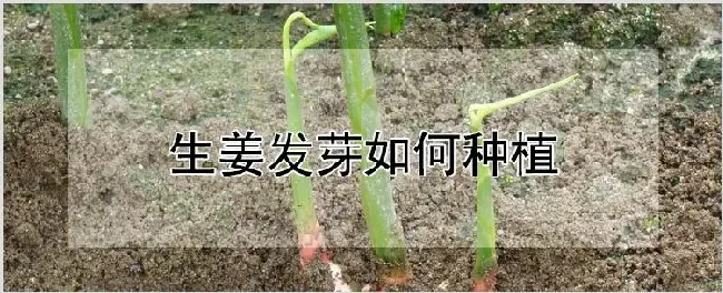 生姜发芽如何种植 | 种植资料