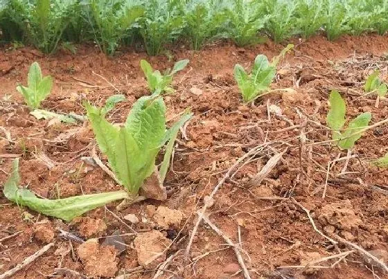 种植方法|莴苣的种植方法和时间