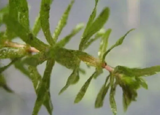 植物百科|黑藻属于什么植物类型