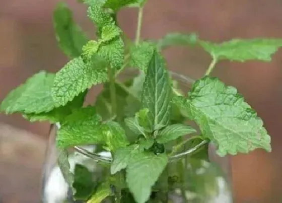 植物百科|紫苏又叫什么名字