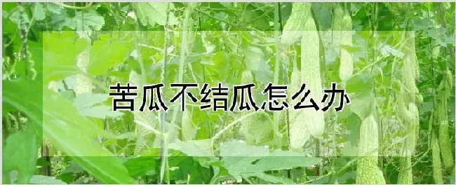 苦瓜不结瓜怎么办 | 自然知识