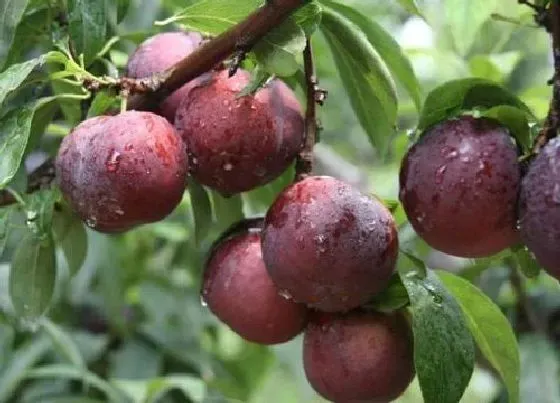 种植位置|李子树栽在房子什么位置好（房屋后面栽李子树风水好吗）