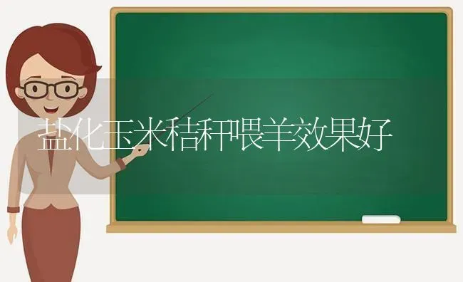 盐化玉米秸秆喂羊效果好 | 瓜果种植