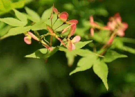 植物百科|枫叶开花吗 开花什么样子
