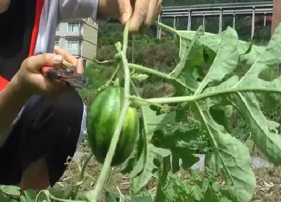 植物修剪|西瓜什么时候剪枝合适