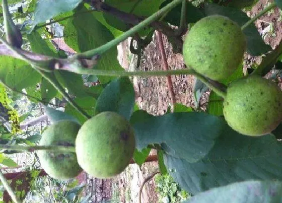 种植管理|麻核桃几年结果实