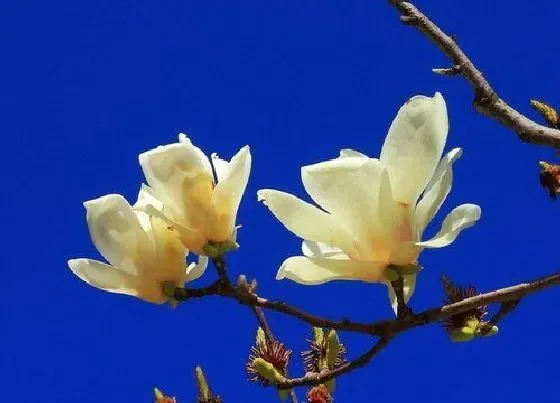 植物泡水|玉兰花可以泡水喝吗