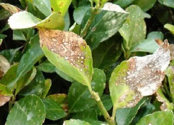 植物虫害|瓜子黄杨病虫害防治技术与方法措施