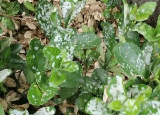 植物虫害|瓜子黄杨病虫害防治技术与方法措施