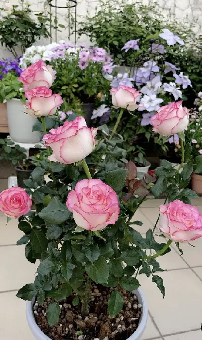 植物百科|艾莎月季花优缺点（灌木月季艾莎耐热耐晒，花径大长势慢）