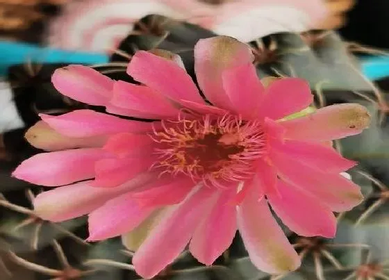 植物毒性|仙人球开花有毒吗 放在室内养好吗