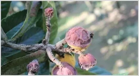 枇杷虫害的防治技术 | 种植技术