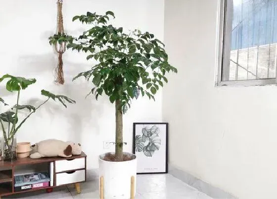 摆放风水|家里养平安树风水好吗